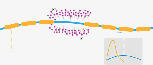 Comparison of action potentials along demyelinated axons and myelinated axons